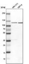 Putative RNA-binding protein 15 antibody, NBP1-82465, Novus Biologicals, Western Blot image 