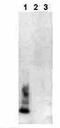 Adenovirus antibody, orb23916, Biorbyt, Western Blot image 