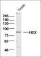 Highly divergent homeobox antibody, orb157467, Biorbyt, Western Blot image 