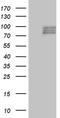 Semaphorin-3D antibody, MA5-27227, Invitrogen Antibodies, Western Blot image 