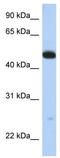 WD Repeat Domain 1 antibody, TA344092, Origene, Western Blot image 