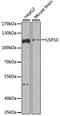 Ubiquitin Specific Peptidase 10 antibody, A7505, ABclonal Technology, Western Blot image 