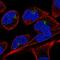 X-linked retinitis pigmentosa GTPase regulator antibody, HPA073455, Atlas Antibodies, Immunofluorescence image 