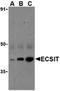 ECSIT Signalling Integrator antibody, orb74566, Biorbyt, Western Blot image 
