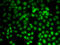 Protein Arginine Methyltransferase 2 antibody, LS-C346102, Lifespan Biosciences, Immunofluorescence image 