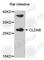 Claudin 8 antibody, A8174, ABclonal Technology, Western Blot image 