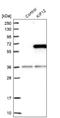Kinesin Family Member 12 antibody, NBP1-86029, Novus Biologicals, Western Blot image 