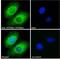 Phosphatidylinositol Transfer Protein Membrane Associated 1 antibody, NB100-1417, Novus Biologicals, Immunofluorescence image 