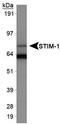 Sim antibody, TA301466, Origene, Western Blot image 