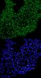 Transcription Factor 7 Like 1 antibody, AF6116, R&D Systems, Immunofluorescence image 