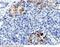 Retinol Binding Protein 4 antibody, 10354-MM15, Sino Biological, Immunohistochemistry frozen image 