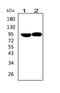 PRL-R antibody, GTX12307, GeneTex, Western Blot image 
