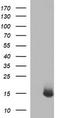 Microseminoprotein Beta antibody, CF803516, Origene, Western Blot image 