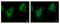 PITPNM Family Member 3 antibody, GTX108085, GeneTex, Immunofluorescence image 