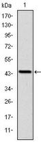 LIM Zinc Finger Domain Containing 1 antibody, AM06652SU-N, Origene, Western Blot image 