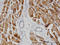 NADH:Ubiquinone Oxidoreductase Subunit A8 antibody, LS-C133919, Lifespan Biosciences, Immunohistochemistry frozen image 