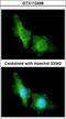 Cyclic Nucleotide Gated Channel Alpha 2 antibody, LS-C186270, Lifespan Biosciences, Immunocytochemistry image 