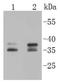 Musashi RNA Binding Protein 2 antibody, NBP2-67547, Novus Biologicals, Western Blot image 