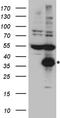 Chymotrypsin Like antibody, TA890107, Origene, Western Blot image 