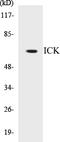Intestinal Cell Kinase antibody, EKC1290, Boster Biological Technology, Western Blot image 