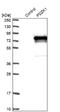 PDZ Domain Containing 1 antibody, NBP1-82573, Novus Biologicals, Western Blot image 