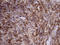Diacylglycerol Kinase Zeta antibody, LS-C799060, Lifespan Biosciences, Immunohistochemistry paraffin image 