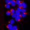 HA tag antibody, MAB6875, R&D Systems, Immunocytochemistry image 