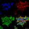 Voltage-dependent calcium channel gamma-2 subunit antibody, SMC-421D-A594, StressMarq, Immunocytochemistry image 