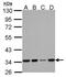Hydroxyacyl-coenzyme A dehydrogenase, mitochondrial antibody, GTX105167, GeneTex, Western Blot image 