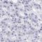 Complement C1q Like 2 antibody, NBP2-34090, Novus Biologicals, Immunohistochemistry paraffin image 