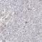 Calreticulin antibody, HPA002242, Atlas Antibodies, Immunohistochemistry frozen image 