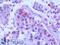DPY30 Domain Containing 1 antibody, LS-B9524, Lifespan Biosciences, Immunohistochemistry paraffin image 