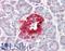 pro-SAAS antibody, LS-B10595, Lifespan Biosciences, Immunohistochemistry frozen image 