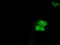 Inhibitor Of DNA Binding 3, HLH Protein antibody, TA500811, Origene, Immunofluorescence image 