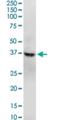 G Protein Subunit Alpha Q antibody, H00002776-M04, Novus Biologicals, Western Blot image 
