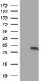 Hes Family BHLH Transcription Factor 1 antibody, TA504045, Origene, Western Blot image 