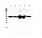 GC Vitamin D Binding Protein antibody, PA5-79302, Invitrogen Antibodies, Western Blot image 