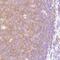 Vasoactive Intestinal Peptide Receptor 2 antibody, MBS303064, MyBioSource, Immunohistochemistry frozen image 