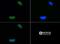 Histone Cluster 4 H4 antibody, NB21-2089, Novus Biologicals, Immunocytochemistry image 