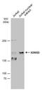 HY antibody, PA5-40120, Invitrogen Antibodies, Western Blot image 