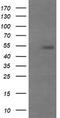 MDM4 Regulator Of P53 antibody, TA505706, Origene, Western Blot image 