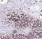 Yes Associated Protein 1 antibody, FNab09559, FineTest, Immunohistochemistry frozen image 
