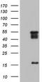 Methylcytosine dioxygenase TET3 antibody, TA803977S, Origene, Western Blot image 