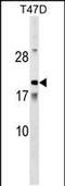 Amelotin antibody, PA5-48919, Invitrogen Antibodies, Western Blot image 
