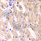 Cytochrome P450 Family 3 Subfamily A Member 4 antibody, A2544, ABclonal Technology, Immunohistochemistry paraffin image 