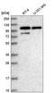 DEAD-Box Helicase 23 antibody, HPA039037, Atlas Antibodies, Western Blot image 