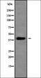 cAMP-dependent protein kinase catalytic subunit alpha antibody, orb378377, Biorbyt, Western Blot image 