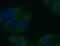 Nuclear factor NF-kappa-B p100 subunit antibody, FNab05705, FineTest, Immunofluorescence image 