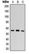 Plexin Domain Containing 1 antibody, orb304509, Biorbyt, Western Blot image 