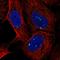 Integrator Complex Subunit 7 antibody, HPA072611, Atlas Antibodies, Immunofluorescence image 